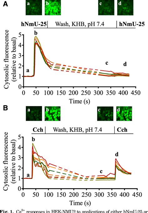 Figure 1 From Ligand Specific Signaling Profiles And Resensitization