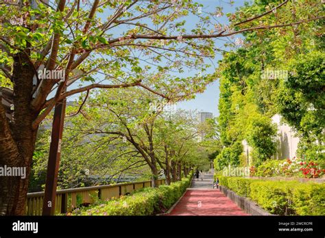 Nakameguro Riverside Walkway Road With Green Trees In Tokyo Japan