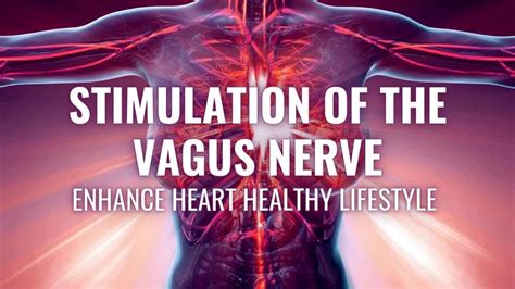 Stimulation Of The Vagus Nerve Keep In Pace Your Heart Rate Enhance