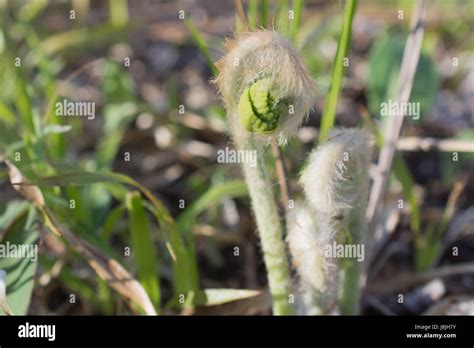 Cinnamon Fern Fiddleheads Stock Photo Alamy