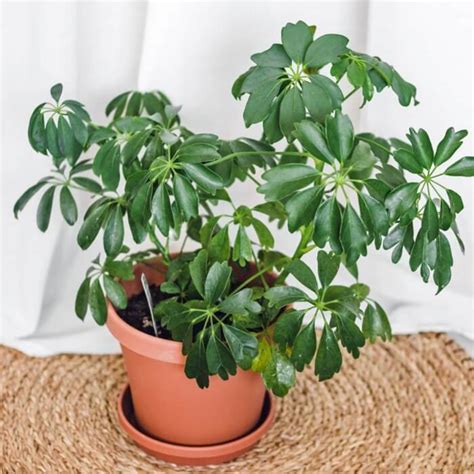 21 Best Beautiful Indoor Plants To Refresh Your Home