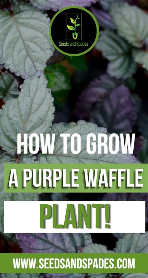 The Purple Waffle Plant Is Perfect For You If Youre Looking For A