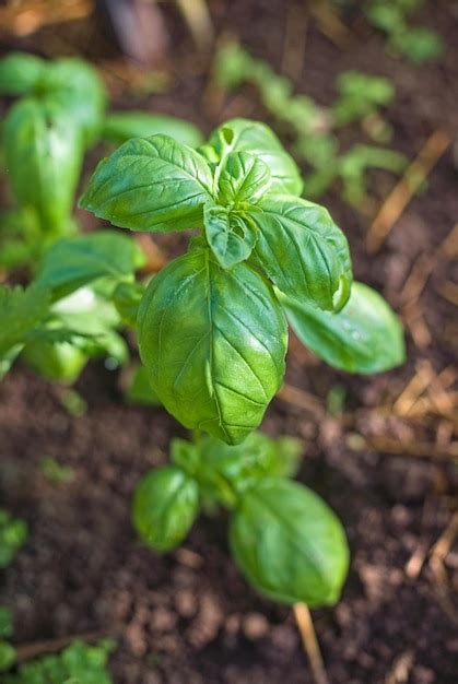 Hojas De Albahaca Org Nica Fresca Plantas De Cultivo De Albahaca Verde