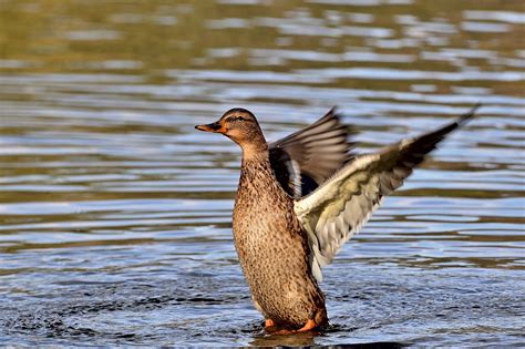 Stockente Ente Vogel Kostenloses Foto Auf Pixabay Pixabay