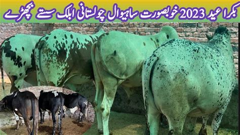 Heavy Bull Bachra Farming Cholistani Sahiwal Calf 2023 Bakra Eid