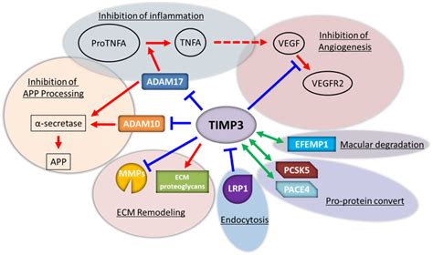 The Versatile Roles Of Tissue Inhibitors Of Metalloproteinases Timp