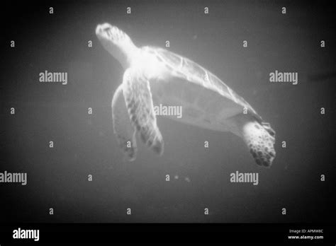 Sea turtle swimming Stock Photo - Alamy