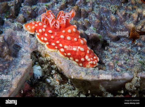 Gymnodoris aurita nudibranch - Opaque red sea slug with large yellow ...