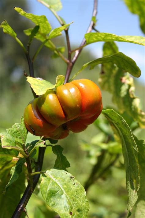 Solanum aethiopicum - Alchetron, The Free Social Encyclopedia