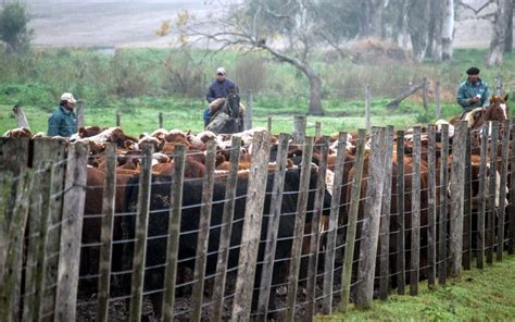 Se Achica La Brecha De Los Precios Del Novillo En El Mercosur