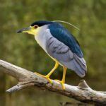 51 Types Of Heron Species: Herons Diversity (With Pictures)