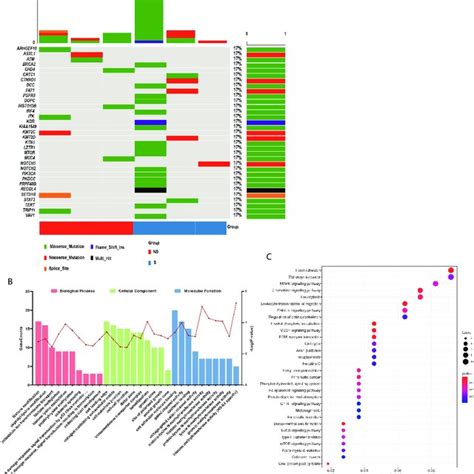 Functional Analysis Of Somatic Differentially Mutated Genes A The