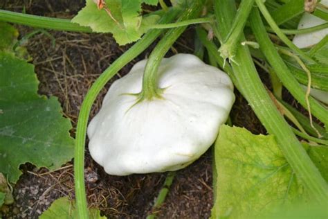 White Squash Pale In Color But Bursting With Flavor