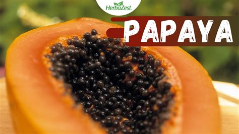 Papaya Benefits And Properties Herbazest YouTube