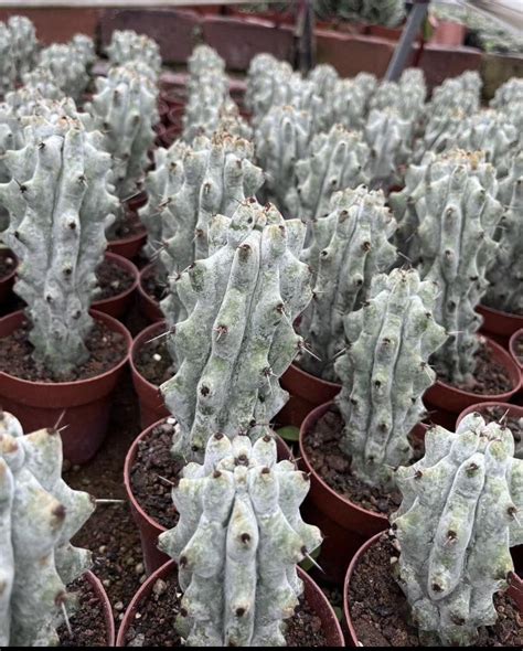 inermis rplantidentification