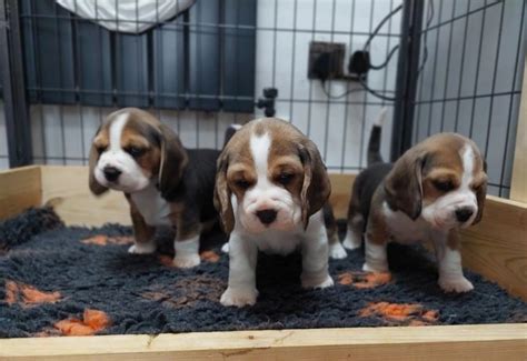 Beagle puppies for adoption.