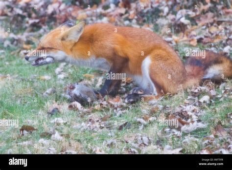 Red Fox Eating Squirrel Stock Photo - Alamy