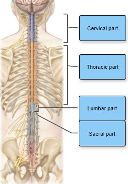 Lecture 14 Spinal Cord Flashcards Quizlet