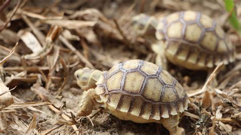 Tortoise Poop And What It Tells About Tortoises Health The Turtle Hub