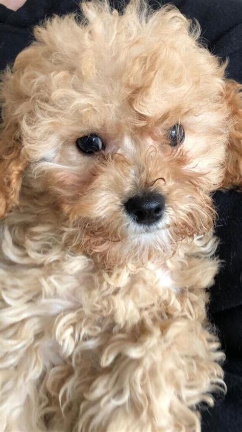 Cavapoochon puppies | in Netley Abbey, Hampshire | Gumtree