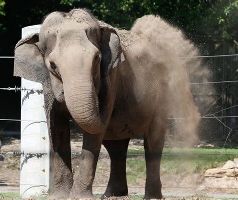 Cora the elephant doing better after treatment at Topeka Zoo