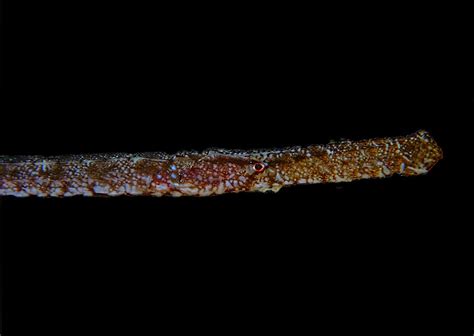 Broadnosed Pipefish Syngnathus Typhle Atlantis Gozo Diving Malta