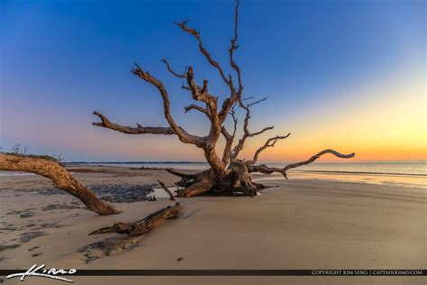 Best Beaches at Driftwood Beach before Sunrise | Royal Stock Photo