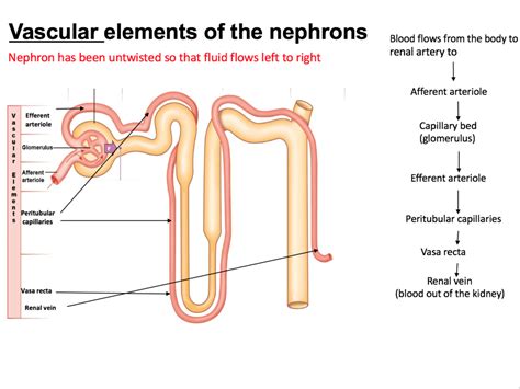 Bio 121 Exam 2 Osmoregulation And Excretion Diagram Quizlet