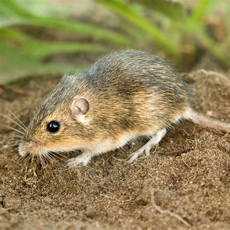 North Dakota Rodent Diversity Exploring The 15 Types Of Rodents Found