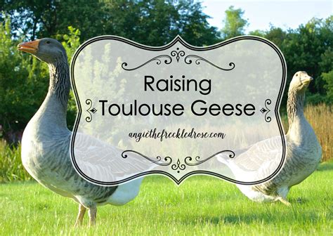 Raising Toulouse Geese Angie The Freckled Rose Geese Breeds