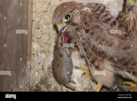 Common Kestrel Falco Tinnunculus Juvenile With Mouse Stock Photo Alamy