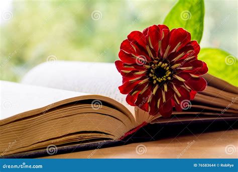 Open Bible And Flower Stock Photo Image Of Learn Literature 76583644