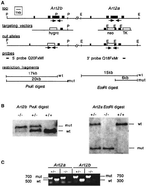 Disruption Of The Art A And Art B Genes In Es Cells And Mice A