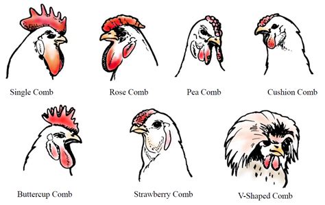 EXTERNAL ANATOMY OF CHICKENS – Small and backyard poultry