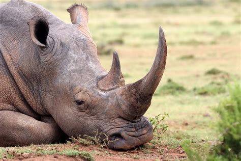 Afrique le braconnage des rhinocéros en hausse