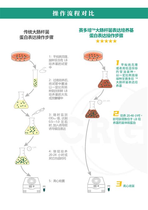 CRGEN 重组蛋白表达与纯化服务 重组蛋白定制 赛尔瑞成北京生命科学技术有限公司