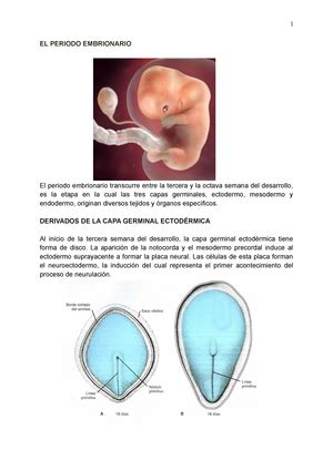 Pr Ctica N Embriolog A Sistema Cardiovascular Pr Ctica Unidad