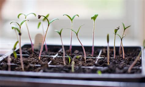 Thinning Tomato Seedlings – The Modern Day Settler