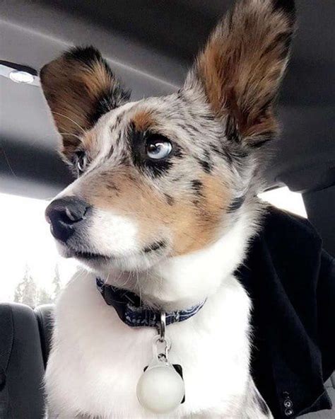 Check Out These Adorable Corgi Mixed Breeds That Will Make You Want One Right Now Now