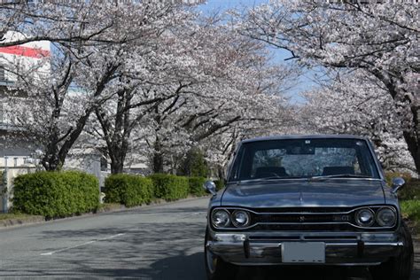 スカイラインのサクラと愛車・桜とコラボ・ドライブ・桜・目指せpickupcarsに関するカスタム事例｜車のカスタム情報はcartune