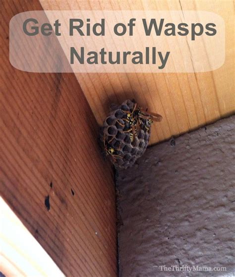 How To Get Rid Of Wasps Naturally Natural Thrifty Wasp Spray Get