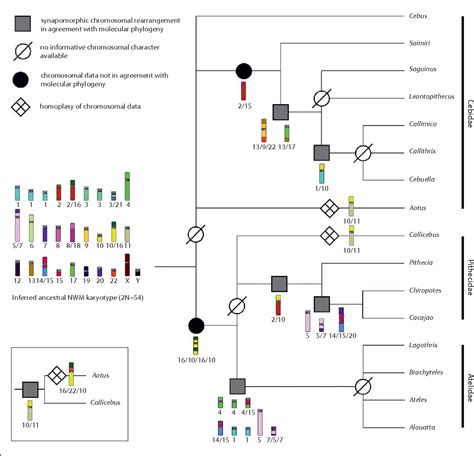 Figure 2 from Chromosome Evolution in New World Monkeys (Platyrrhini ...