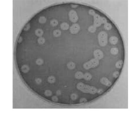 Bacteriocin Producing Lactic Acid Bacterial Colonies Formed The Growth Download Scientific