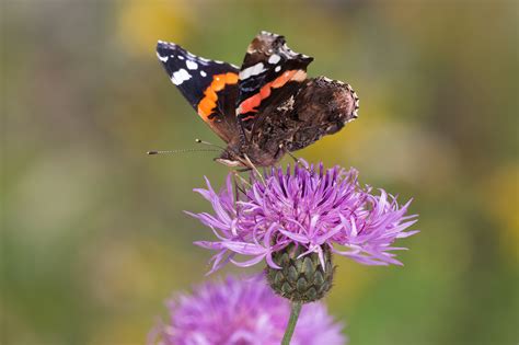 Vanessa atalanta - Butterflies of Croatia