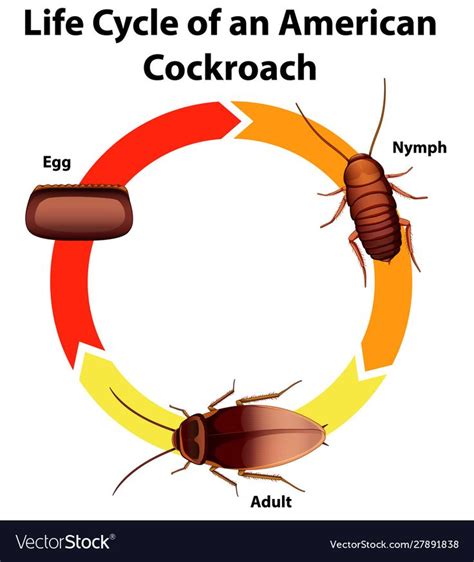 Diagram Showing Life Cycle Cockroach Vector Image On Vectorstock Life