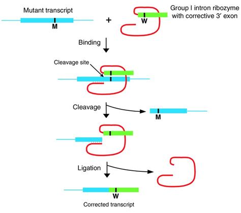 Jci Genetic Repair Bruce A Sullenger Series Editor Ribozyme