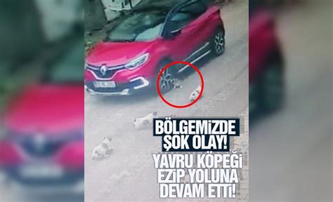 Yavru K Pe I Ezip Yoluna Devam Etti Trabzon Haber Sayfasi