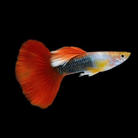 Red Tuxedo Male Guppy Poecilia Reticulata 3cm Sims Tropical Fish