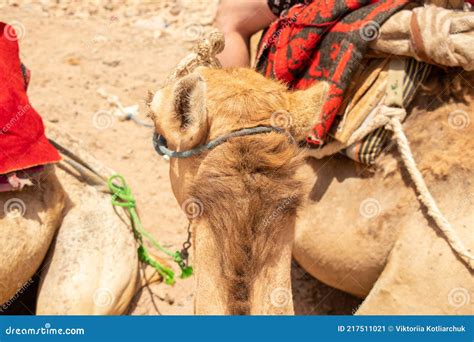 Camelo Cavalgando Em áfrica No Egito Nos Camelos Do Deserto Imagem de