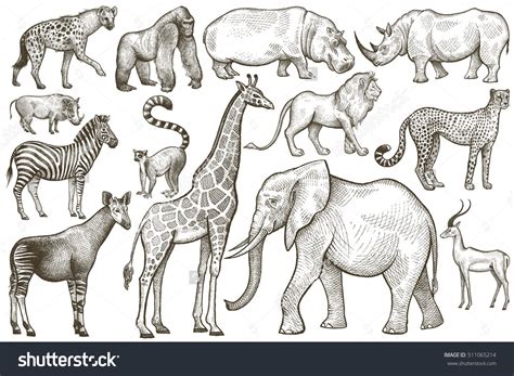 Animals Of Africa Elephant Giraffe Zebra Lion Hippo Rhino